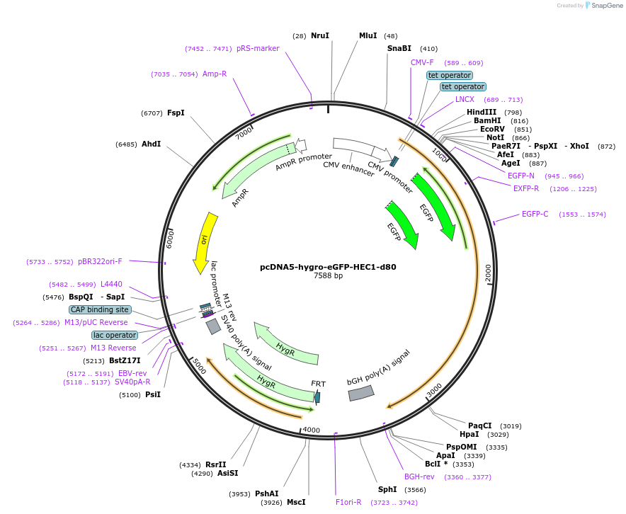 114030-plasmid-map-sequence-id-221115