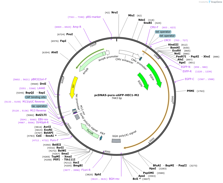 114035-plasmid-map-sequence-id-221121