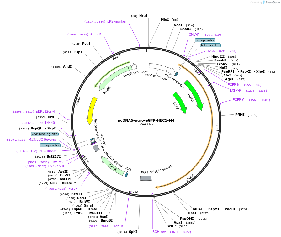 114036-plasmid-map-sequence-id-221124
