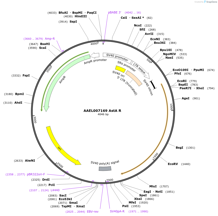 115400-plasmid-map-sequence-id-221130