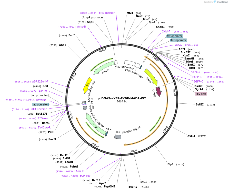 114037-plasmid-map-sequence-id-221137