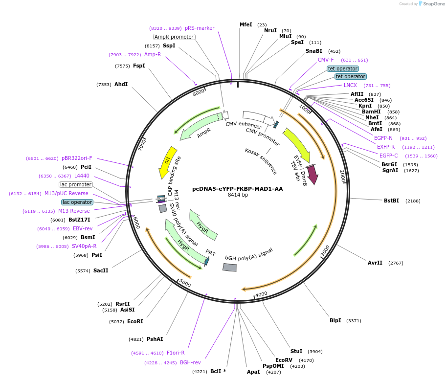 114038-plasmid-map-sequence-id-221144