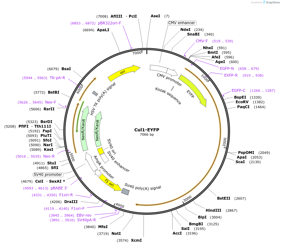 111214-plasmid-map-sequence-id-221149