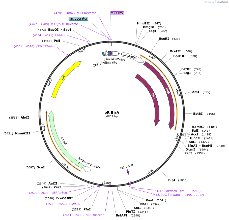 113640-plasmid-map-sequence-id-221161