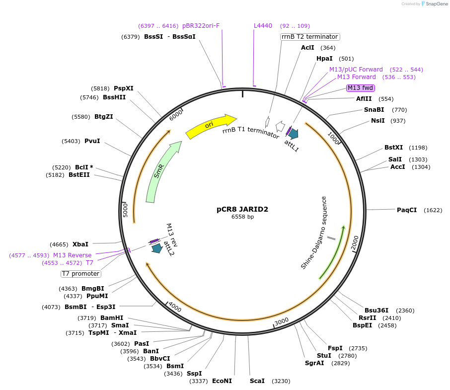 114443-plasmid-map-sequence-id-221179