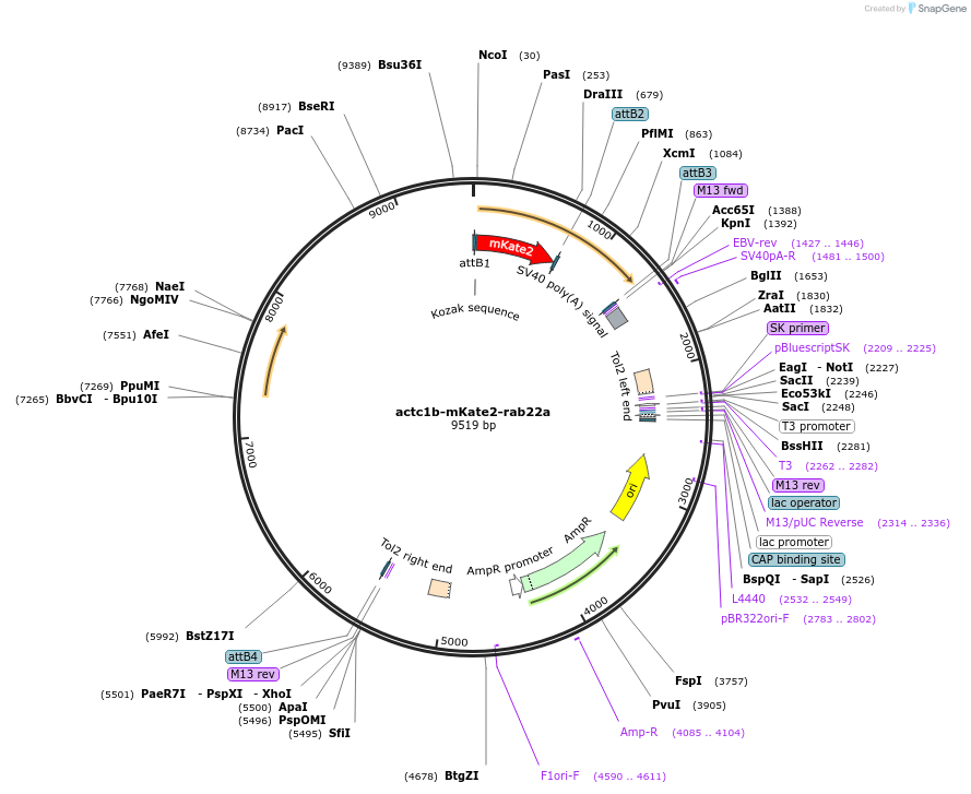 109611-plasmid-map-sequence-id-221216