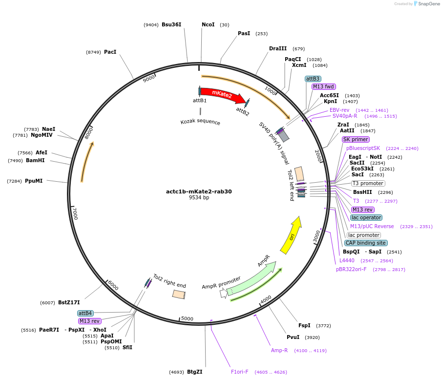 109620-plasmid-map-sequence-id-221224