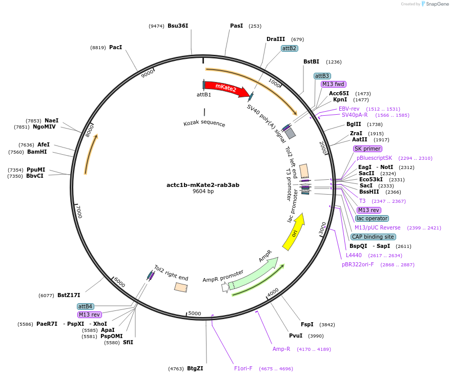 109636-plasmid-map-sequence-id-221242