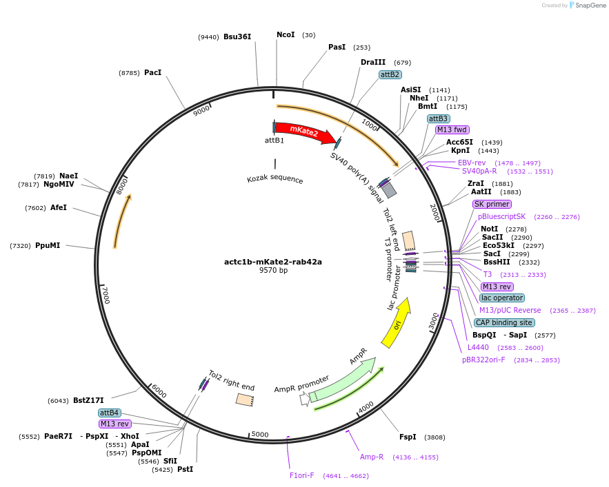 109642-plasmid-map-sequence-id-221254