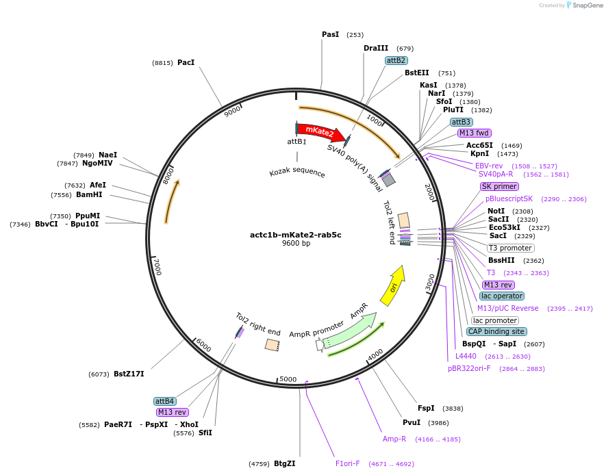 109651-plasmid-map-sequence-id-221281