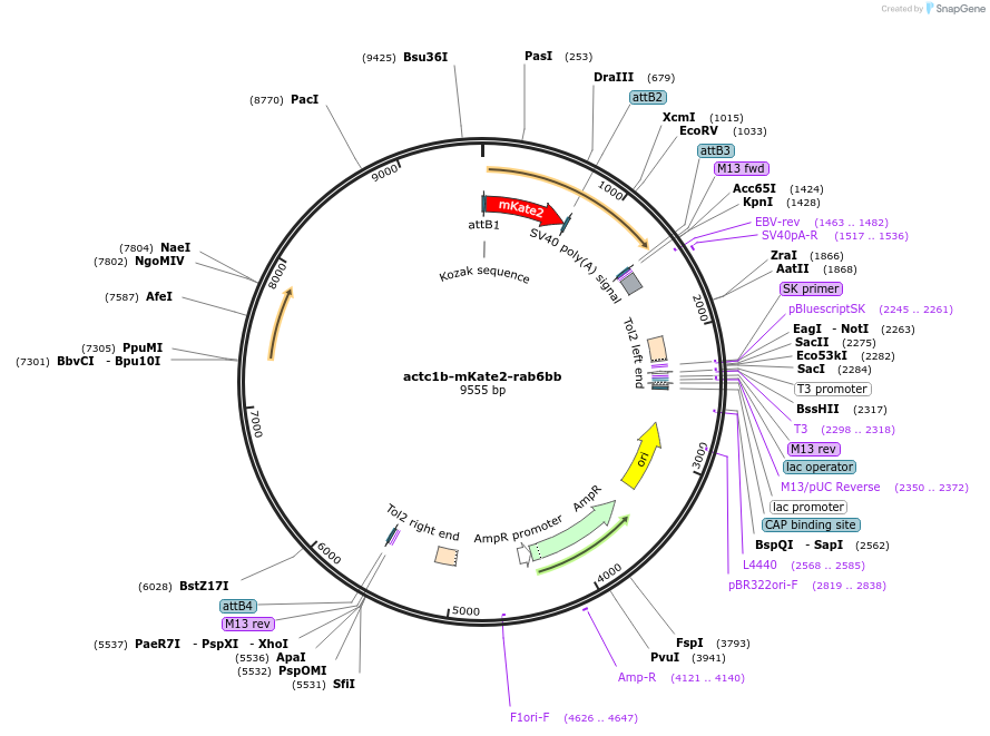 109654-plasmid-map-sequence-id-221287