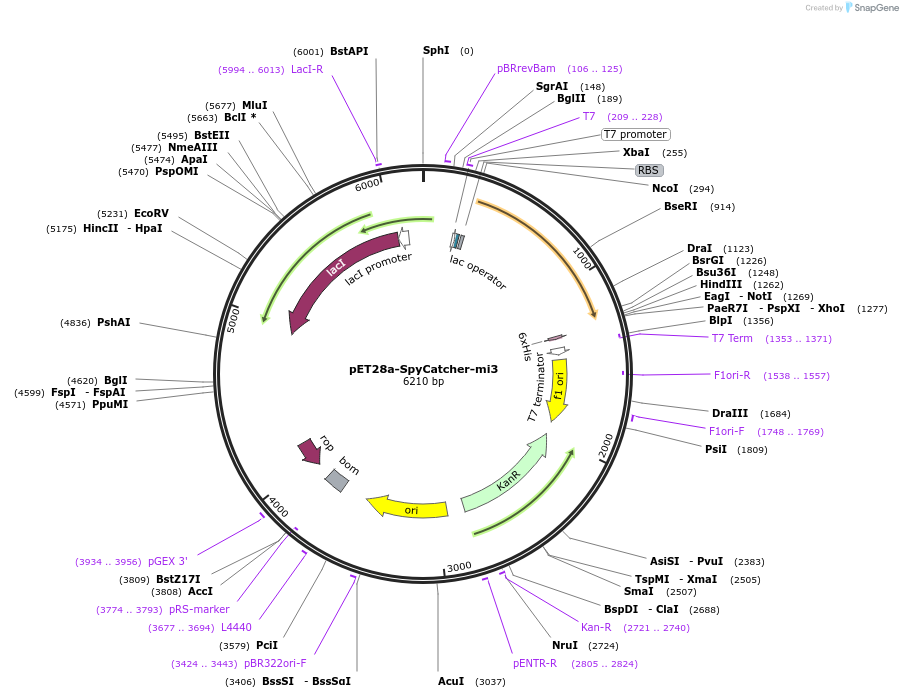 112255-plasmid-map-sequence-id-221300