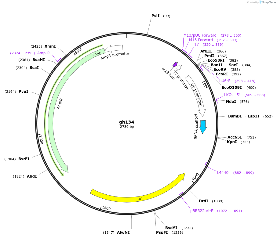 106793-plasmid-map-sequence-id-221303