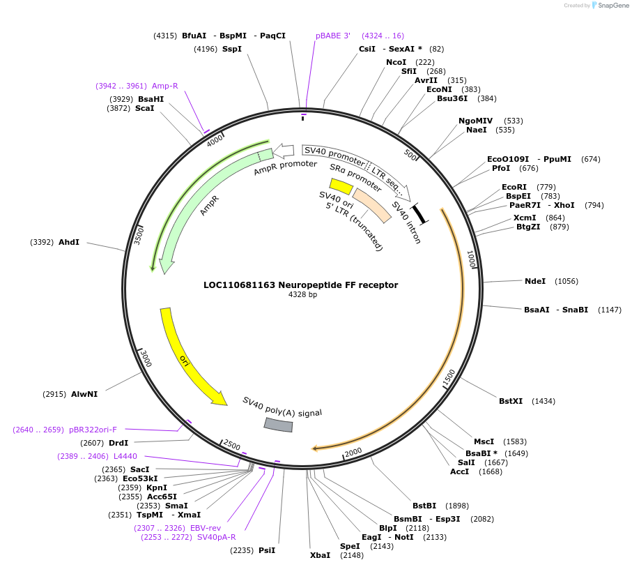 115376-plasmid-map-sequence-id-221321