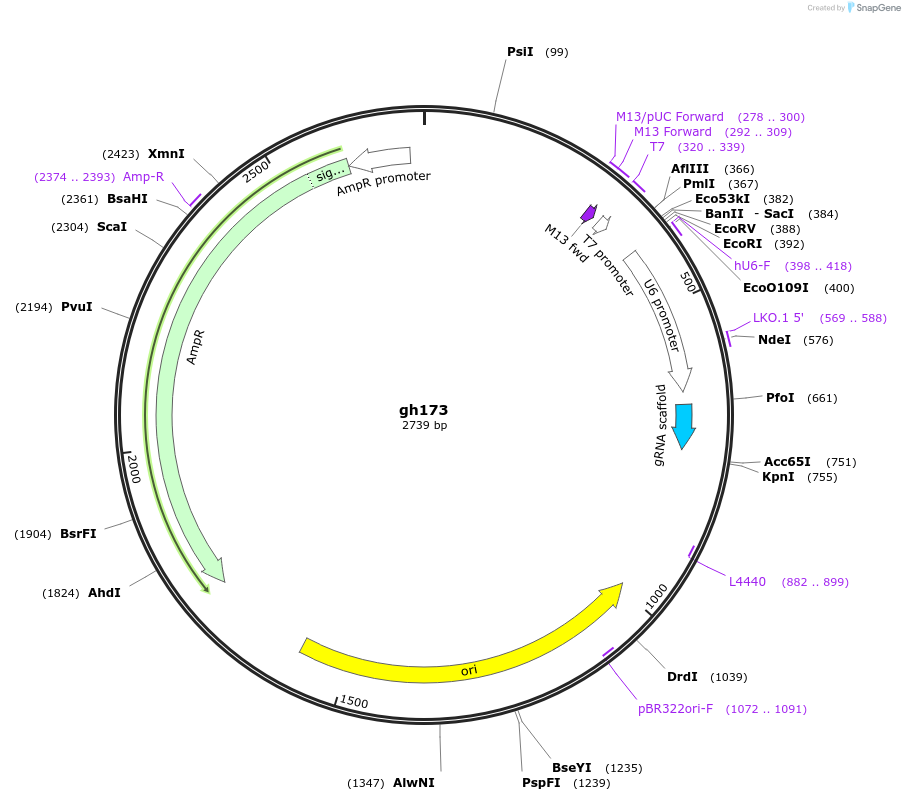 106834-plasmid-map-sequence-id-221385