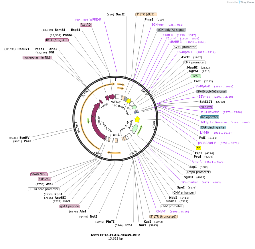 114195-plasmid-map-sequence-id-221392