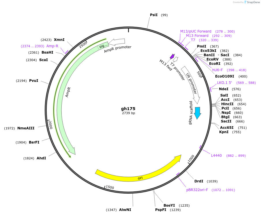 106836-plasmid-map-sequence-id-221402
