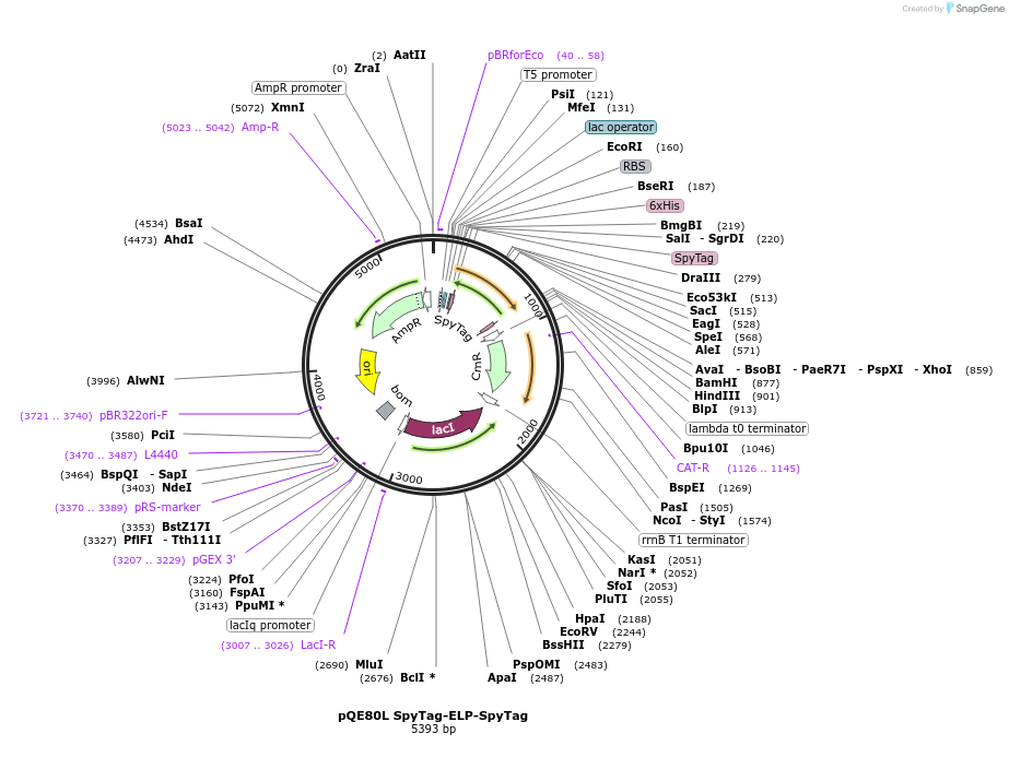 112634-plasmid-map-sequence-id-221418