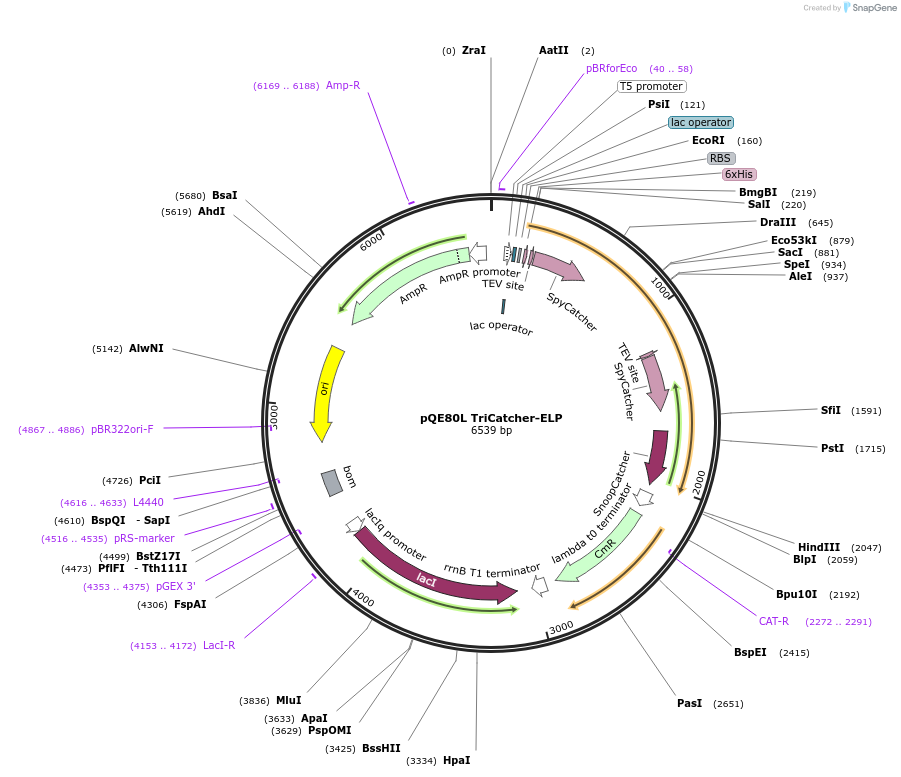 112630-plasmid-map-sequence-id-221422
