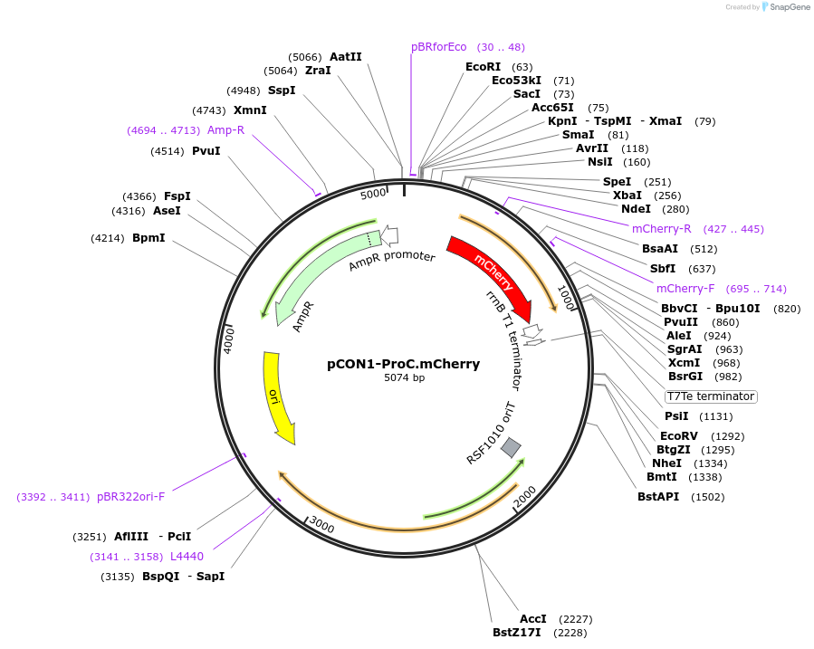112521-plasmid-map-sequence-id-221530