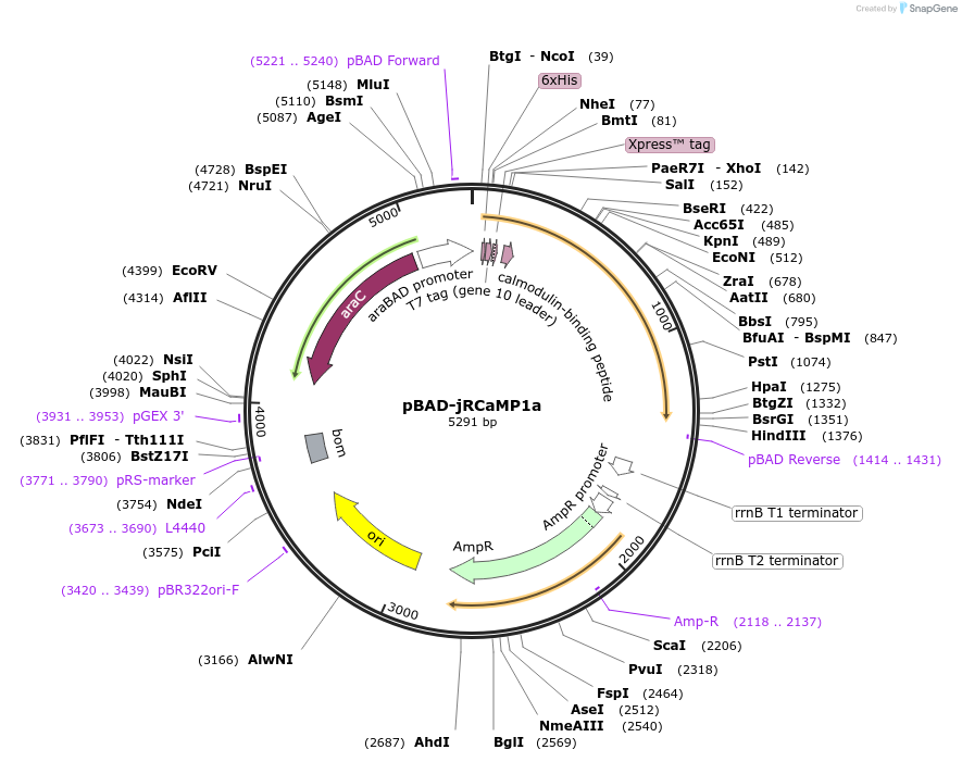 113936-plasmid-map-sequence-id-221532