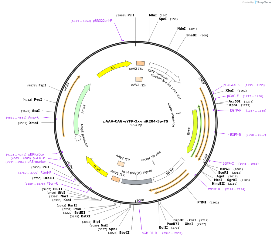 117380-plasmid-map-sequence-id-221533