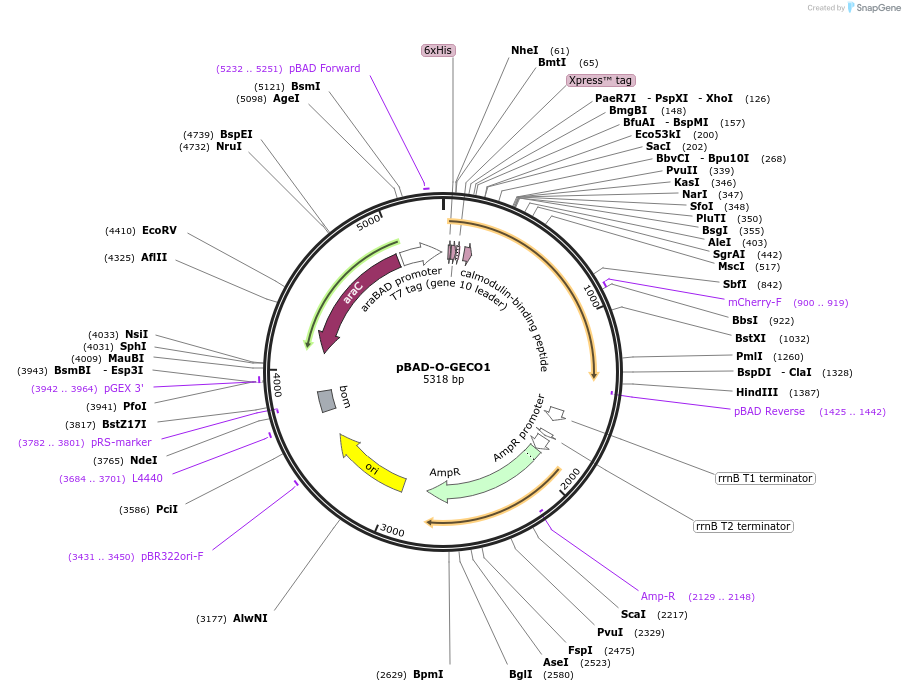 113938-plasmid-map-sequence-id-221536