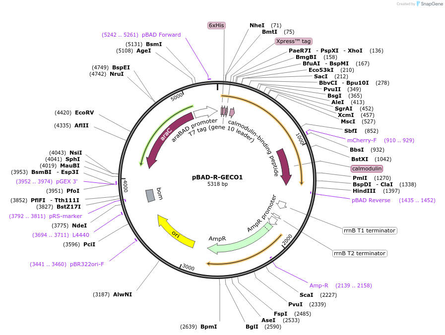 113943-plasmid-map-sequence-id-221540