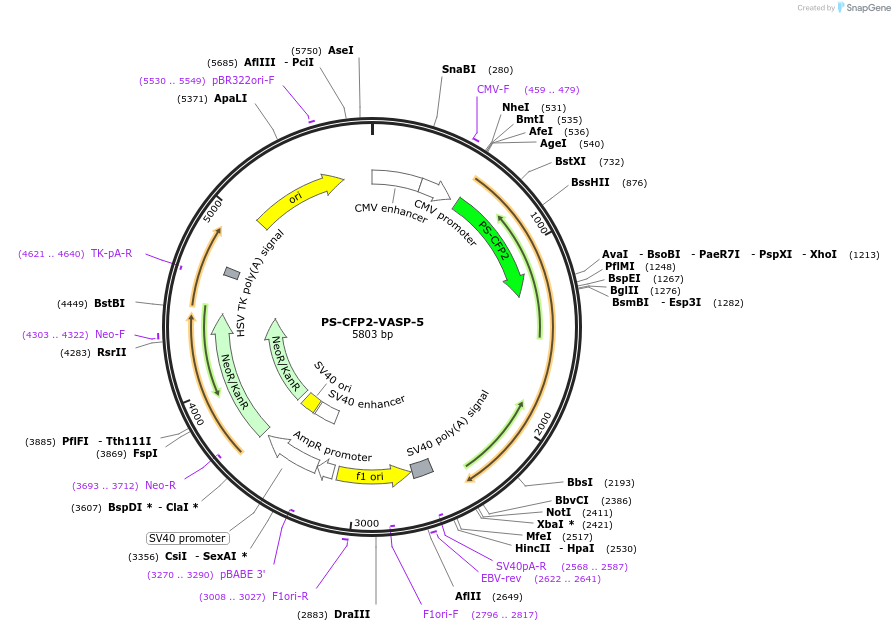 57253-plasmid-map-sequence-id-221543