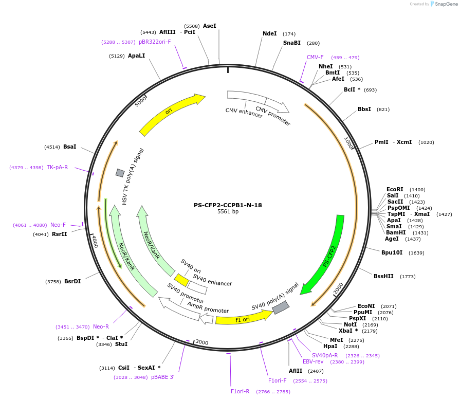 57216-plasmid-map-sequence-id-221546
