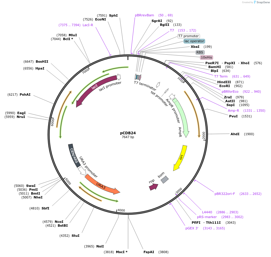 91959-plasmid-map-sequence-id-221550