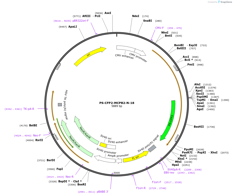 57239-plasmid-map-sequence-id-221551
