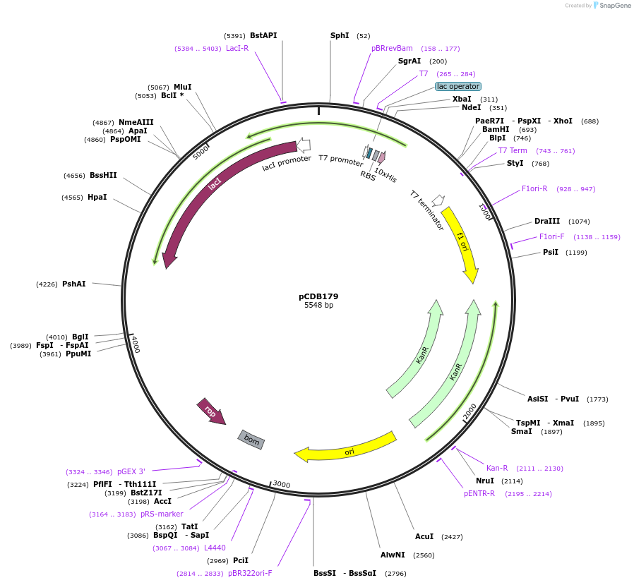 91960-plasmid-map-sequence-id-221552