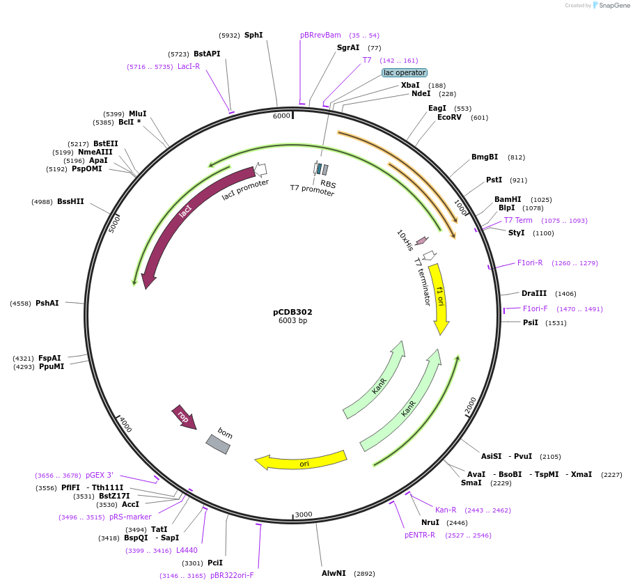 113673-plasmid-map-sequence-id-221554