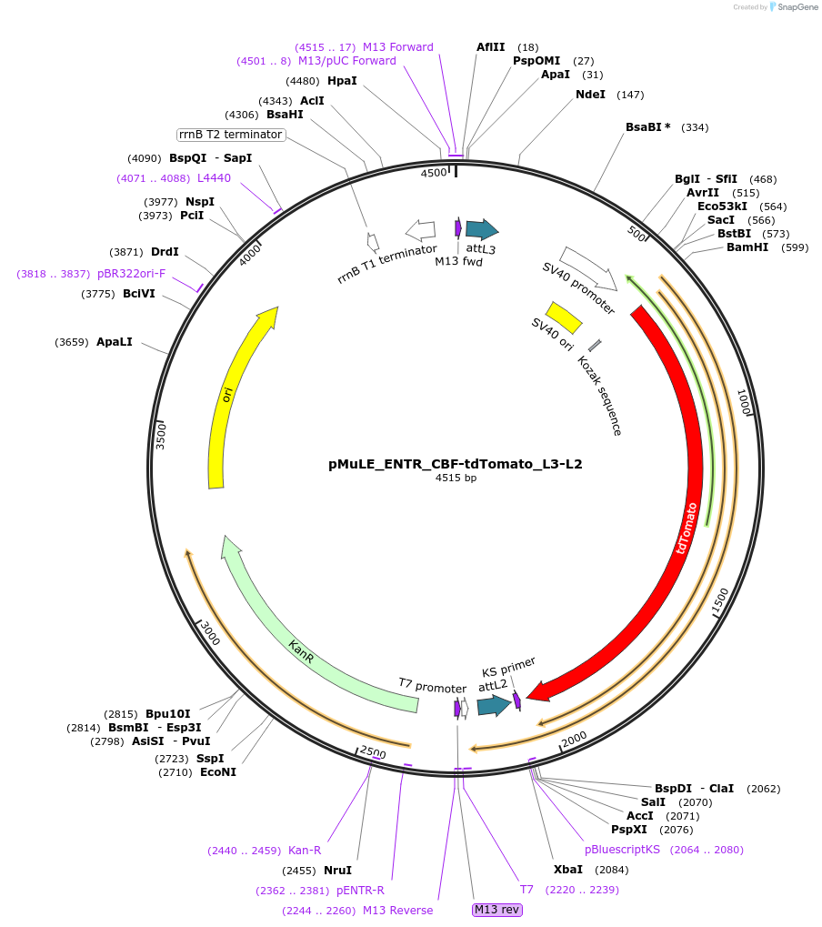 113708-plasmid-map-sequence-id-221555