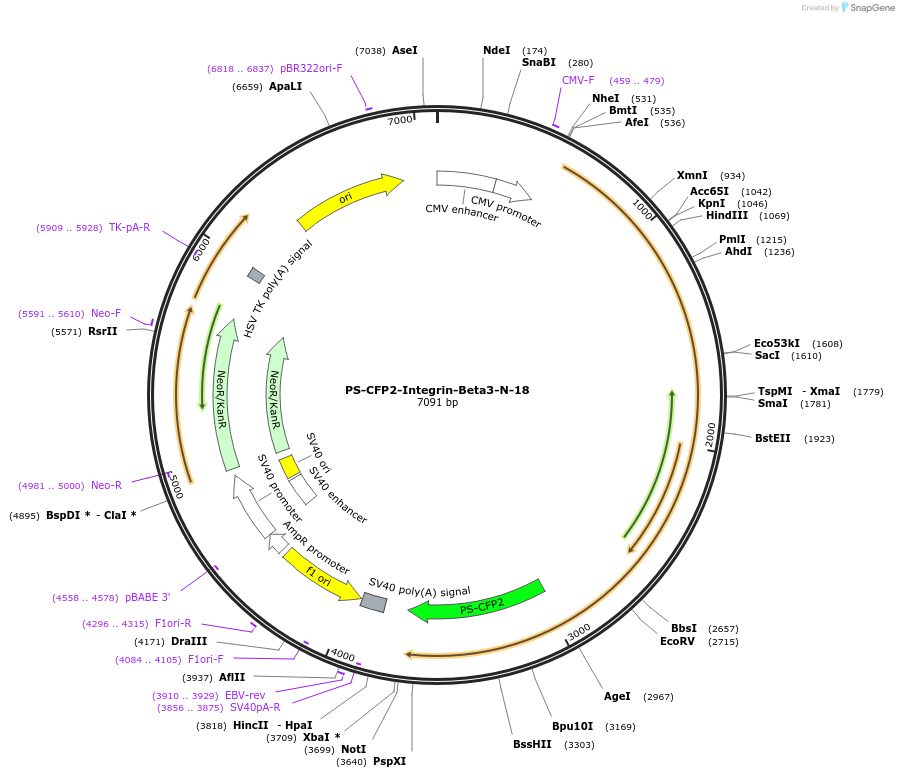 57232-plasmid-map-sequence-id-221556