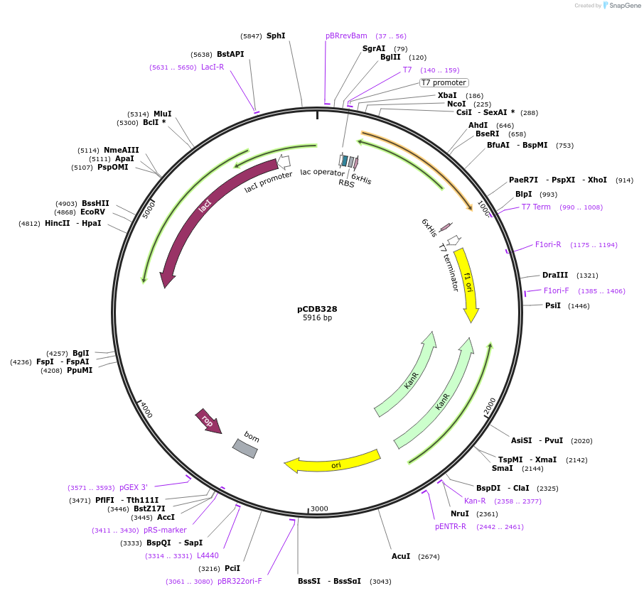 113672-plasmid-map-sequence-id-221559