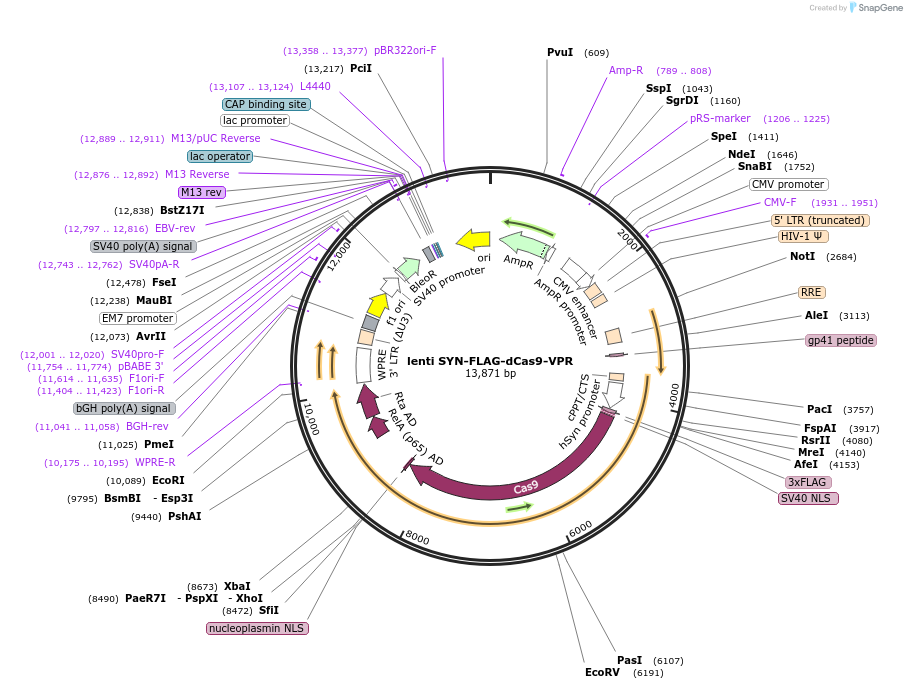 114196-plasmid-map-sequence-id-221564