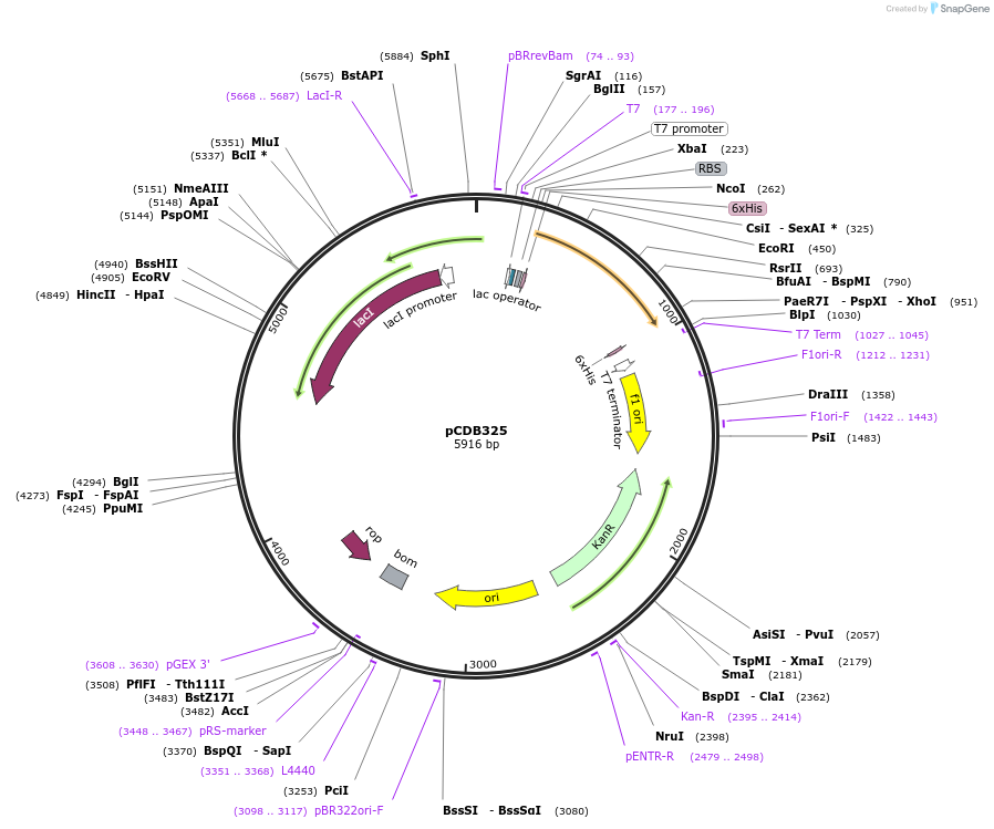 113669-plasmid-map-sequence-id-221565