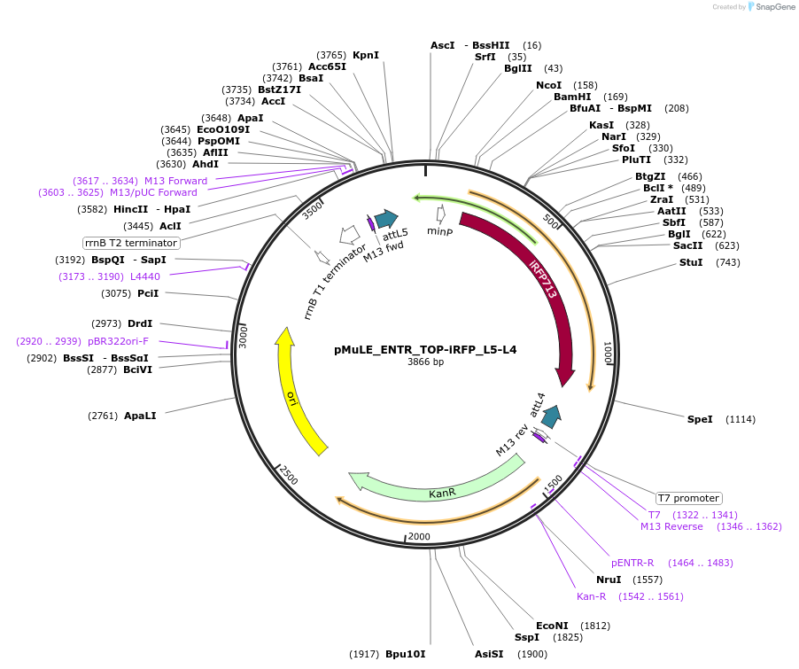 113866-plasmid-map-sequence-id-221594