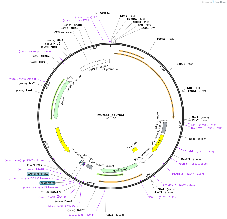 114677-plasmid-map-sequence-id-221605