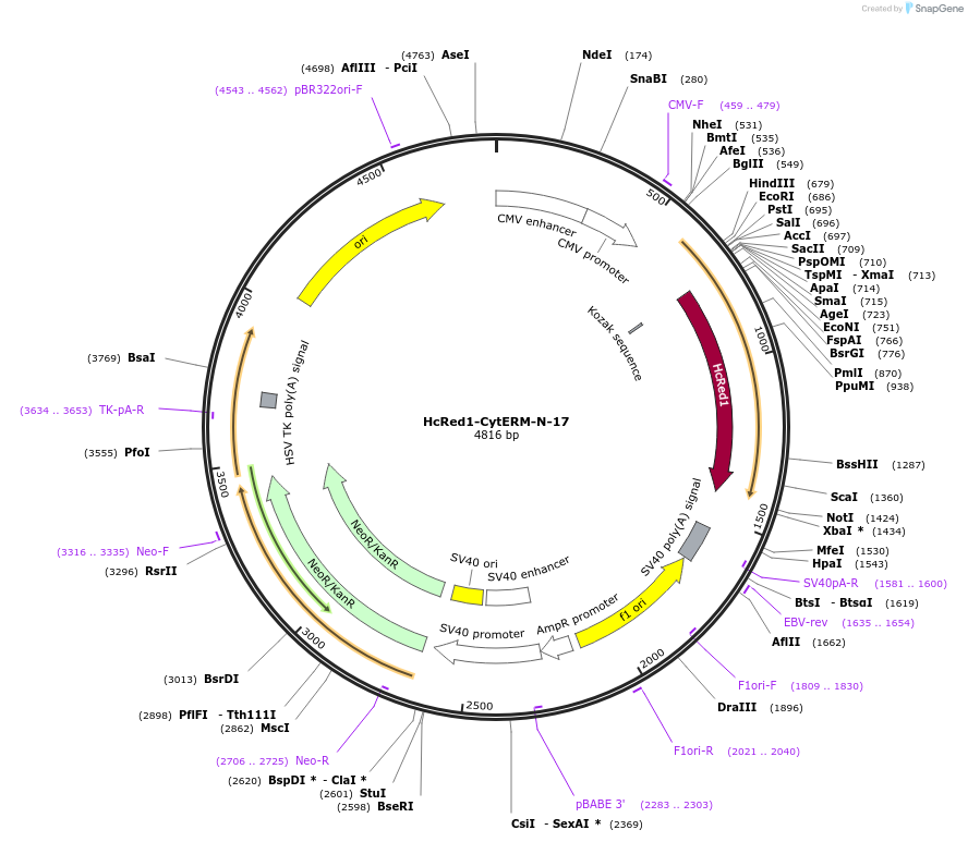 55840-plasmid-map-sequence-id-221613