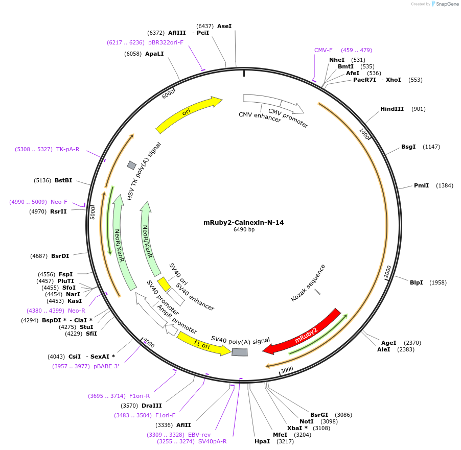 55891-plasmid-map-sequence-id-221621