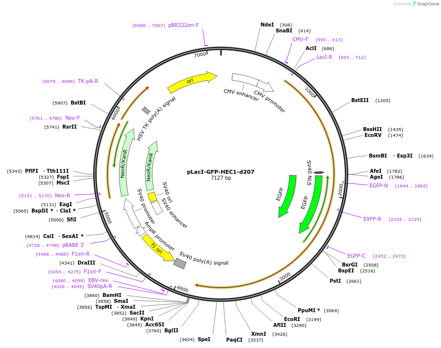114050-plasmid-map-sequence-id-221625