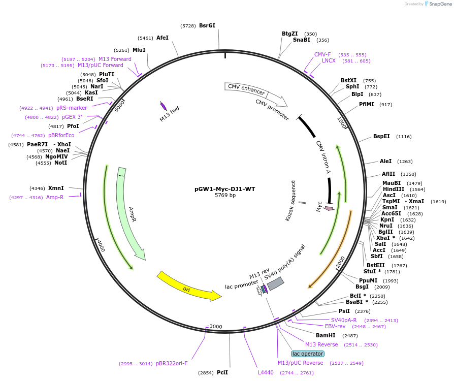 29347-plasmid-map-sequence-id-221630
