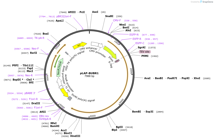 114052-plasmid-map-sequence-id-221647