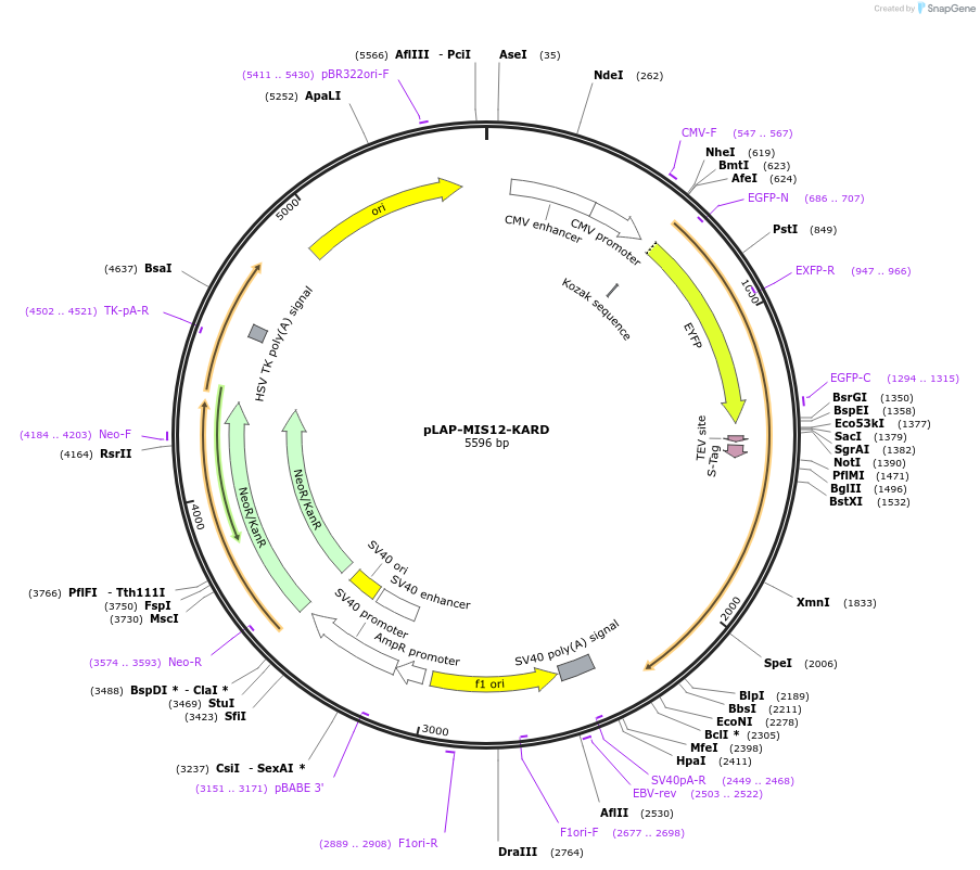 114057-plasmid-map-sequence-id-221655