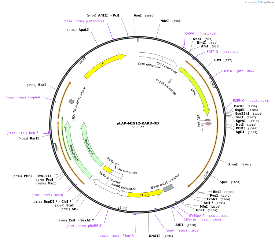 114058-plasmid-map-sequence-id-221659