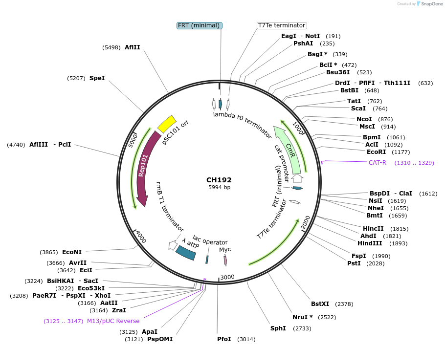 113607-plasmid-map-sequence-id-221666
