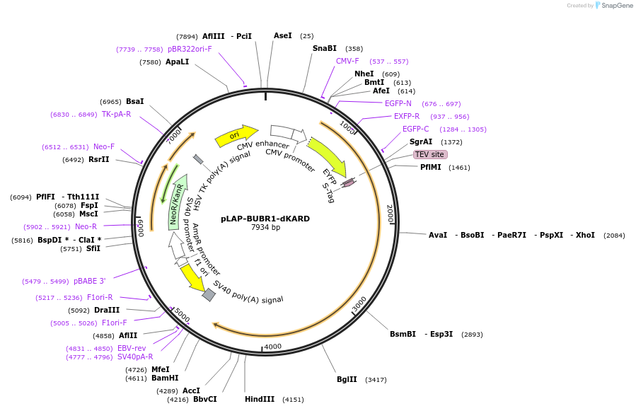 114053-plasmid-map-sequence-id-221668